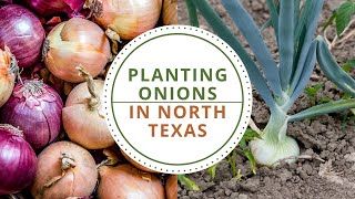 Planting onions in North Texas