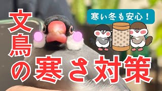 【冬を乗り切れ！】文鳥の寒さ対策