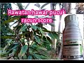 Hawar Pucuk Pokok durian