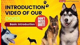 ನಮ್ಮ ಮನೆಯ VIP ಗಳ Introduction | husky ಮತ್ತು german shepherd ಮಾಹಿತಿ | Vlog2 |