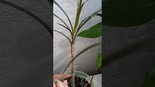 Как заставить ветвиться драцену?🪴  #shorts #short #dracena #драцена