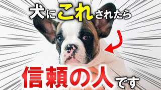 犬が心から好きな人に見せる行動15選