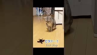 バタバタする虫のおもちゃを見たぽっちゃり猫の反応　[アメリカンショートヘア・アメショ] cat🆚 flapping insect toy