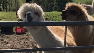 Llama screams... then spits