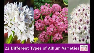 22 Different Types of Allium Varieties