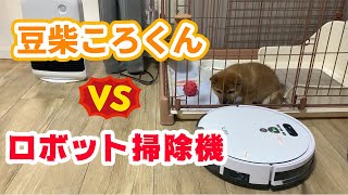 【豆柴】ころくんはじめてのロボット掃除機にビビりまくる。笑【子犬】VLOG#3 shiba inu puppy 시바 강아지