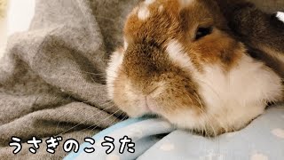 【やめて】毛もくじゃらのうさぎをキレイにしました〜Rabbit brushing〜#742