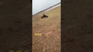 અરે પાડા તારી જિંદગી મા ધુલ છે #shorts #farmgo #viralvideo #buffalo