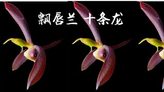 Sophie's Garden 兰花，飘唇兰十条龙 Catasetum Ten Dragons 