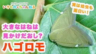 大きなはねは見かけだおし？ハゴロモの魅力とその種類