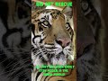 BIG CAT FACTS #7~ Tiger Stripe Facts #tiger #bigcatrescue #bigcats #cats #reels #shorts #video