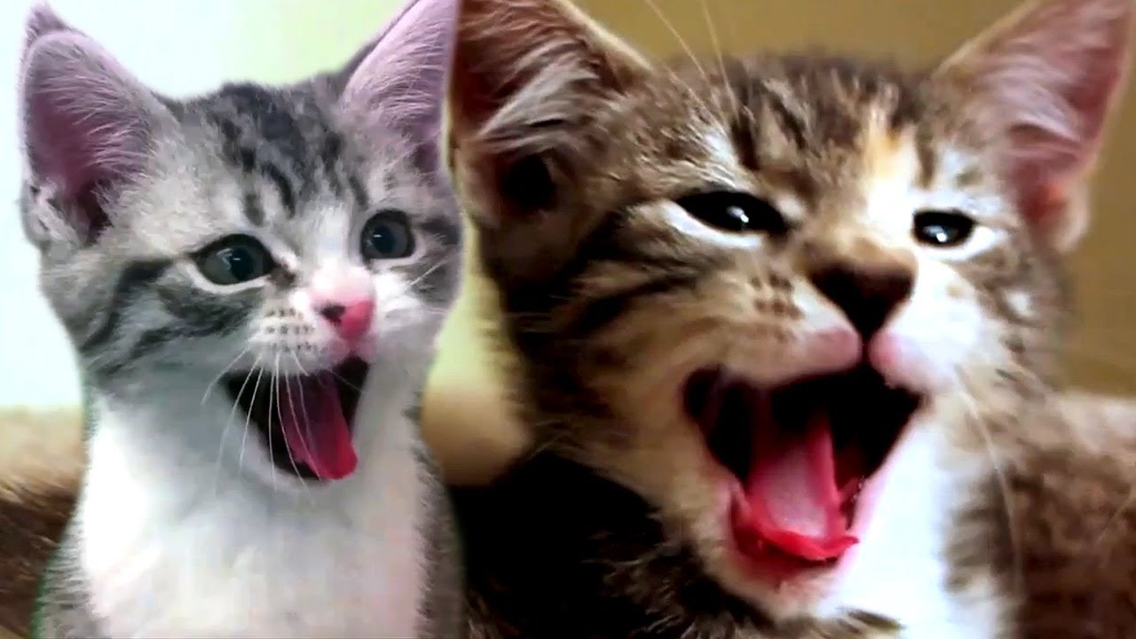 Cats Scream Yawns