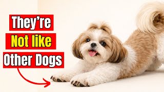 22 Mysterious Shih Tzu Facts The Internet Doesn’t Want You to Know