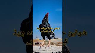 Hing quality king mushka aseel bird 😱👿  full fresh mood 🔥 #kingaseel #aseel #aseelmurga #viralvideo