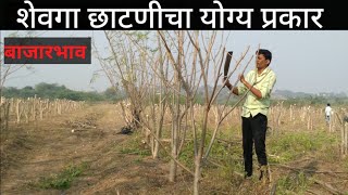 शेवगा छाटणी कशी करावी ||  शेवगा छाटणी प्रकार