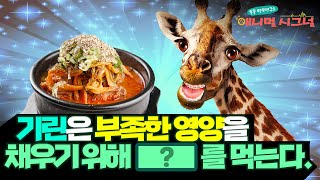 (예원: 진짜 제일 신기하다;;;) 🦒 우리가 몰랐던 기린의 특급비밀! [#시크릿주주] / YTN 사이언스