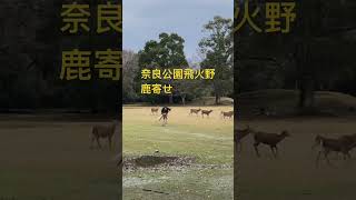 奈良公園飛火野エリアで鹿寄せ。悪天候でも鹿は元気に駆け寄る。どんぐりが待ってるぞー❗️  #shorts   #narapark   #奈良公園   #奈良の鹿   #deer   #japan