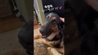 【かわいいシェパード】 #シェパード #ジャーマンシェパード #犬のいる生活 #犬動画 #shorts