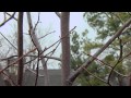 Pruning Young Trees