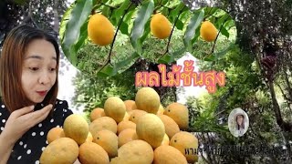 EP.4 #ผลไม้ป่ารสเลิศ : ผลไม้ป่าหากินยาก🍋🍋#หมากยาง#ลูกยาง#ตุมกุย