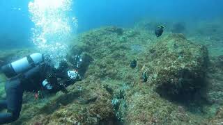 八丈島水中生物動画～ユウゼン玉ついに登場～