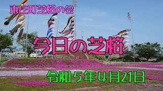 2023-04-21 東庄町ふれあいセンター 今日の芝桜 4K