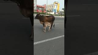 అమ్మ పాట అందమైన ఆవు దూడ #cow #beautiful_cow #shots