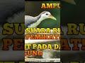 suara ruak ruak mp3 pikat ampuh #ruak #ruakruak #suararuakruak