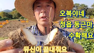 #오복야네 둥근마 수확해요