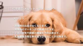 避妊・去勢手術犬・女の子　さきがおか船橋動物病院(鎌ヶ谷大仏から徒歩７分