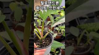 #헬로우가든마켓 #필로덴드론 화이트 프린세스