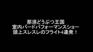 室内バードショー頭上スレスレのフライト！