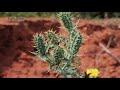 prickly poppies plant kateri ka phool mexican prickly poppy kateri plant kantakari solanum