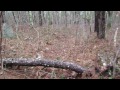 ancient boundary stone in the cape cod woods