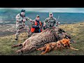 Attacks by aggressive wild boars. Amazing wild boar hunting and Caucasian Tur in Chechen Republic