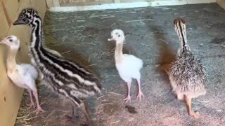 The Baby Kevin's \u0026 Baby Emu's Are Friends