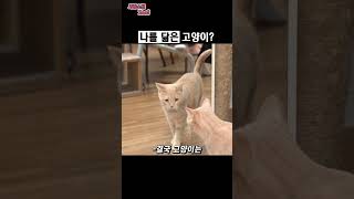 고양이가 거울을 봤다 #shorts