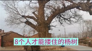 河北张家口农村有棵大树，传说几公里外人家的水缸里能看见影子，神奇