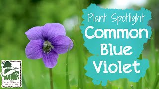 The Common Blue Violet | Plant Spotlight