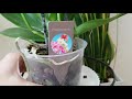 супер ОРХИДЕЯ Биг Лип из КАСТОРАМА orchid big lip castorama orchids орхидеи