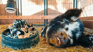 Keep pushing MAMA PIG, you're almost done...we think 😬(pig birth)
