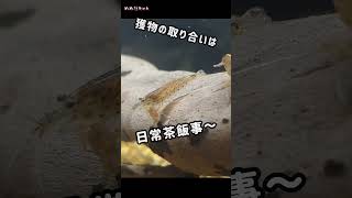 【ヤマトヌマエビ】獲物を奪う❗️守る‼️美しい✨️感動の姿✨️