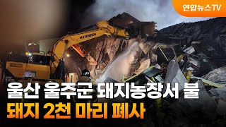 울산 울주군 돼지농장서 불…돼지 2천마리 폐사 / 연합뉴스TV (YonhapnewsTV)