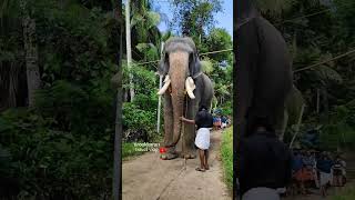 akkarammal mohanan🐘 👀🥵🗯💥💨