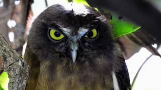 2017 Ochre-bellied Boobook @ Tangkoko Sulawesi