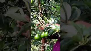 avocado ಬೆಣ್ಣೆಹಣ್ಣು butter fruit(2.8month old graftplant )ph 8660918799