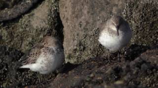 Herken de bonte strandloper in winterkleed