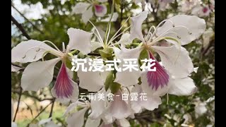 云南人的春天就是要吃花，沉浸式美食——云南白露花#沉浸式 #云南美食 #乡村守护人 #春天的味道