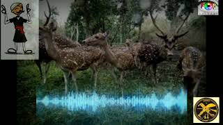 KUNDUL KYAMO SONG | Jeffrey Aiyappa | kodava song | kodava lyrics song