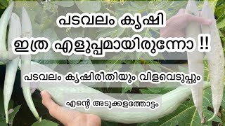 പടവലം ഇത് പോലെ നട്ട് നോക്കൂ/പടവലം കൃഷി രീതിയും വിളവെടുപ്പും/snake gourd farming tips/അടുക്കളത്തോട്ടം